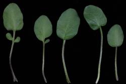 Cardamine integra. Rosette leaves.
 Image: P.B. Heenan © Landcare Research 2019 CC BY 3.0 NZ